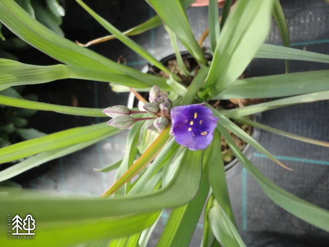 Tradescantia × andersoniana